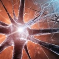 کنترل رشد نورون‌ها با ابزارهای میکروسیالی