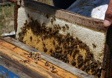 دانش ایرانی در خدمت سلامت؛ رویال ژلی نانویی تولید شد